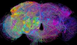 fruit fly brain